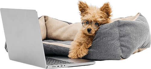 Small dog wearing glasses layout on the couch looking a laptop
