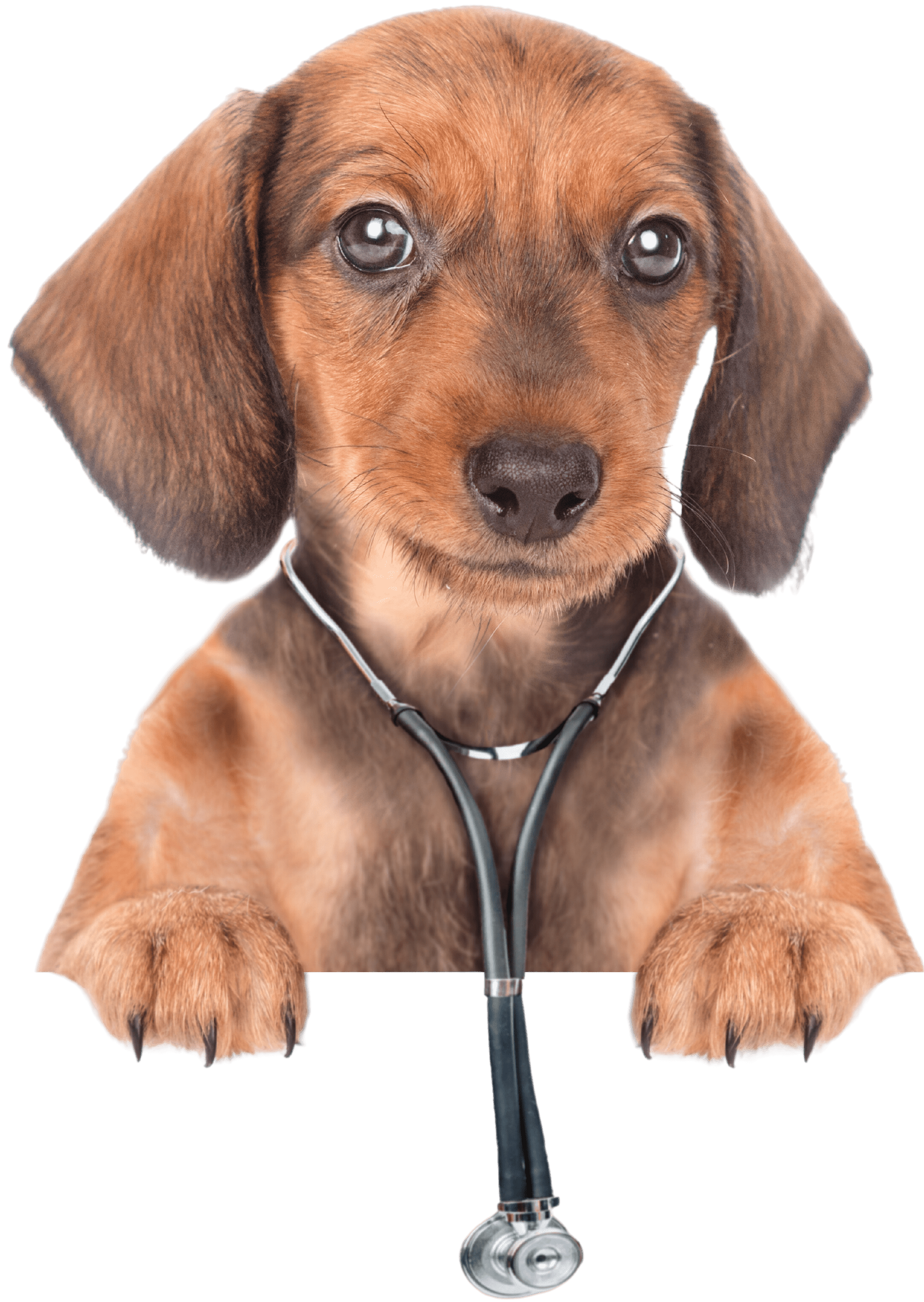 Puppy wearing a stethoscope