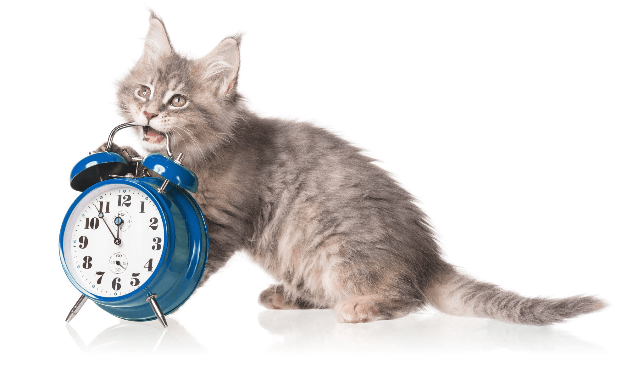 Young kitten holding blue alarm clock
