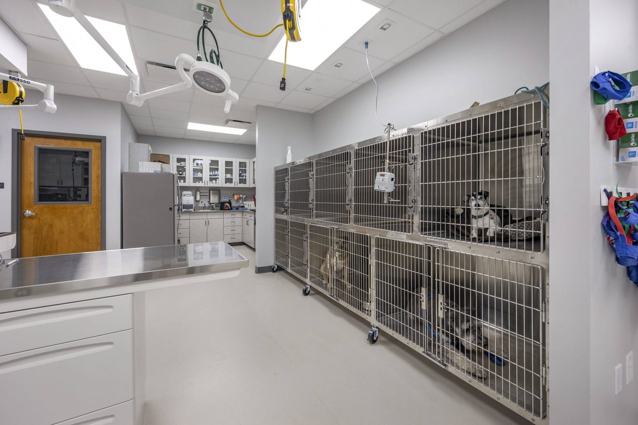 Kennels in treatment room with pets in them