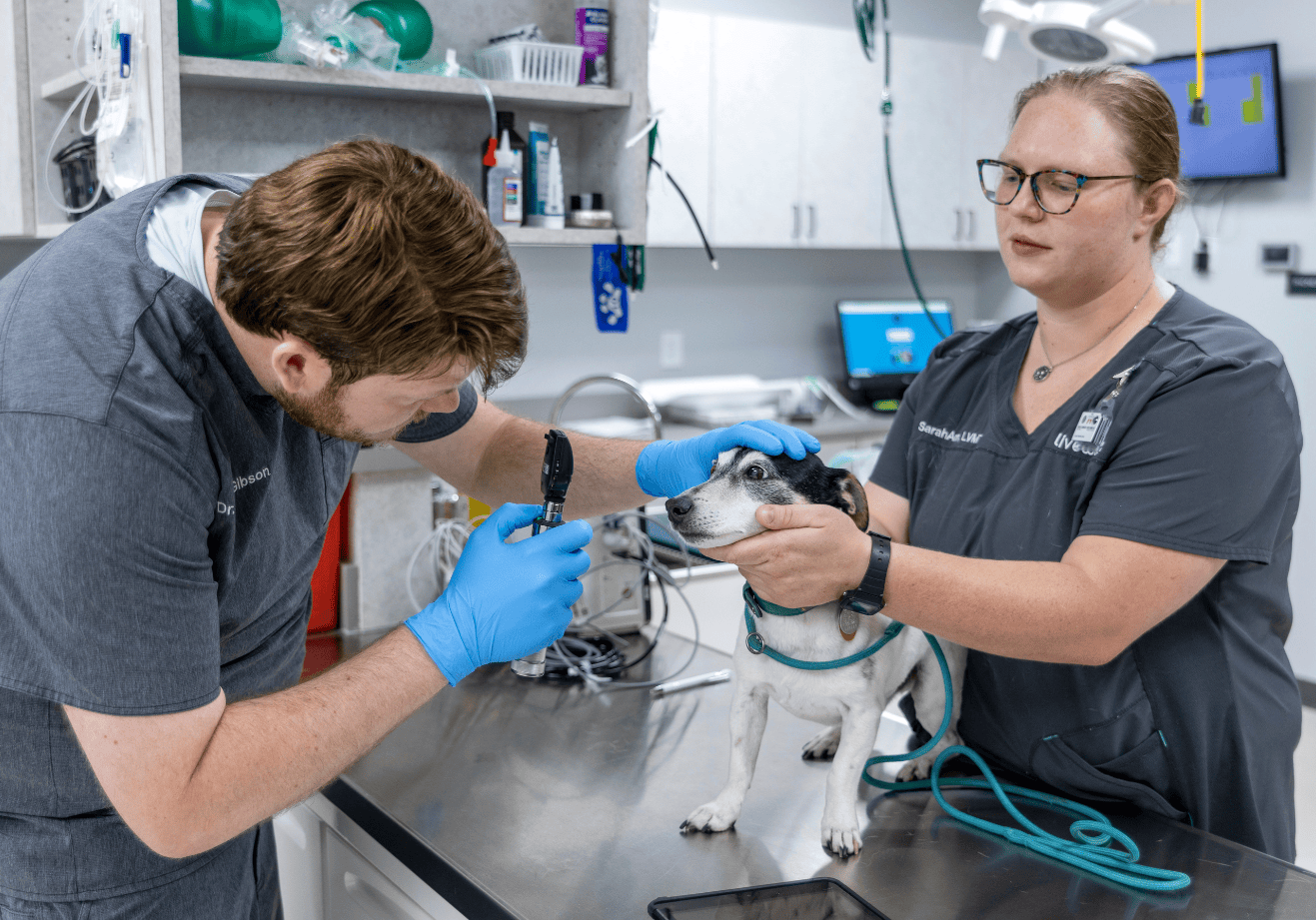 Dr. Gibson examining dog on table with veterinary technician helping